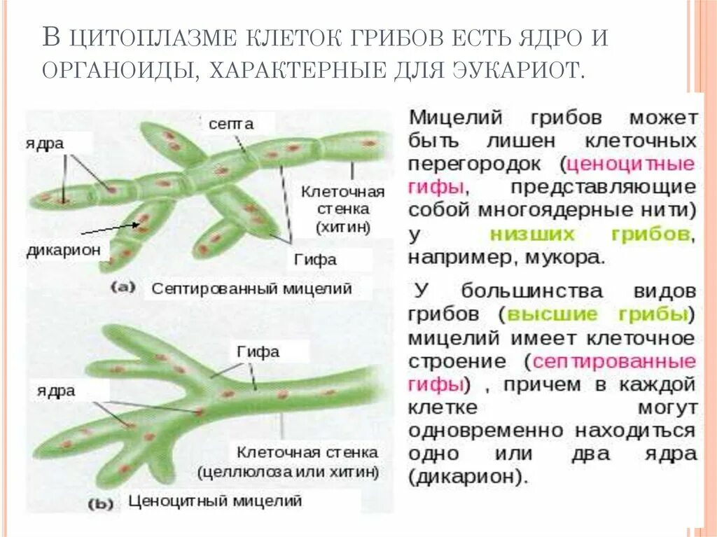 Многоядерные и одноядерные грибы. Клетка грибов. Многоядерные клетки грибов. Двухъядерные клетки грибов. В клетках грибов есть ядро