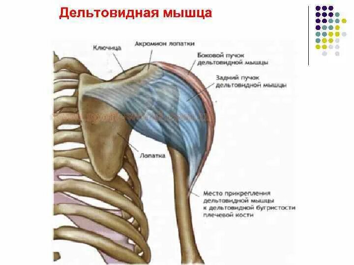 Передние пучки дельтовидных. Задняя Дельта анатомия функции. Дельтовидная мышца плеча анатомия. Анатомия мышц задняя Дельта. Задняя Дельта плеча анатомия.