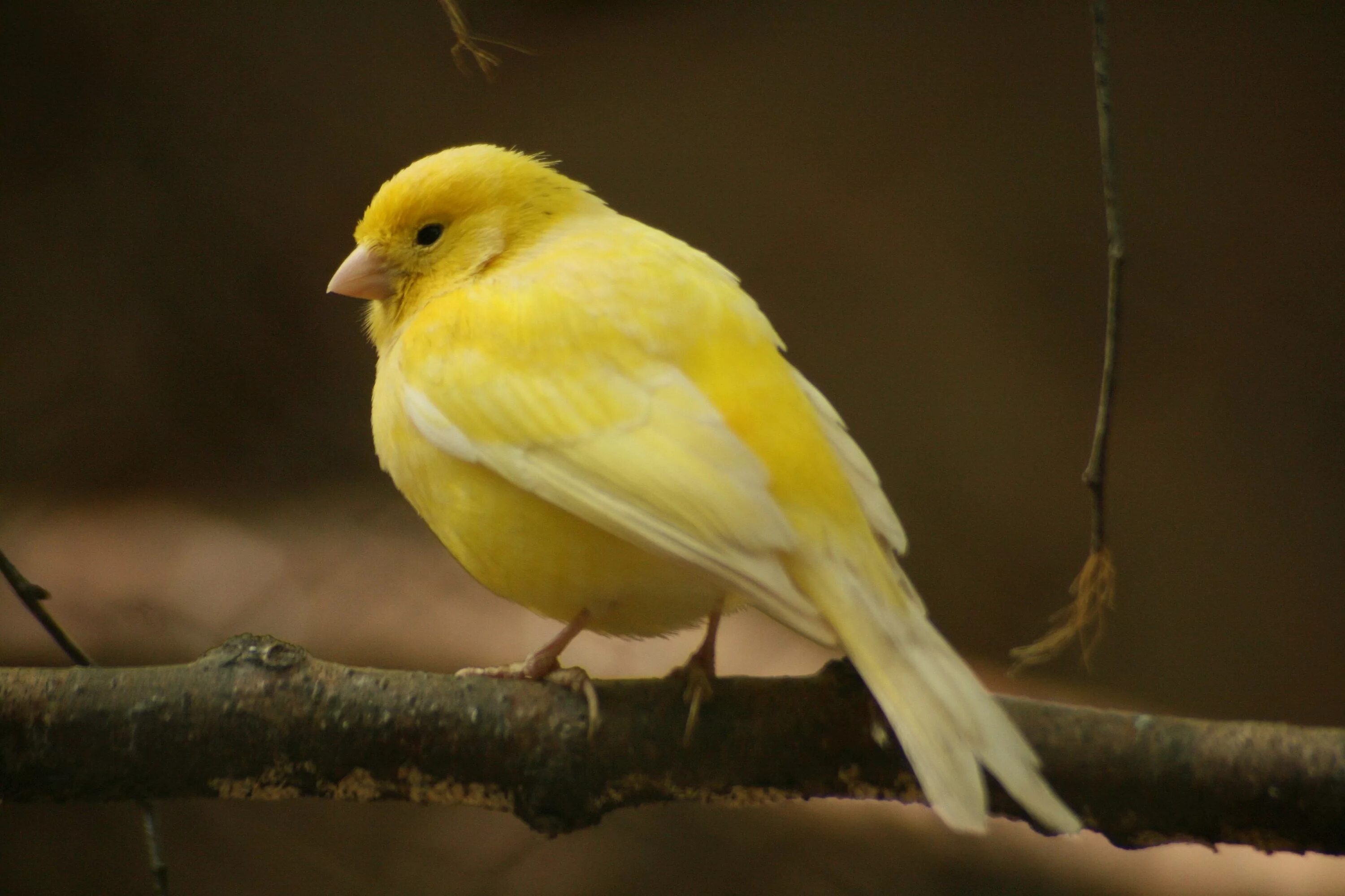 Canary перевод. Жёлтый кенар птица. Канарейка кенар желтый. Канарейка кенар. Желтая птичка канарейка.