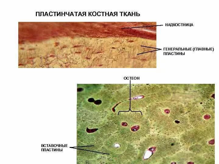 Тонковолокнистая пластинчатая костная ткань. Пластинчатая костная ткань (берцовая кость, поперечный разрез).. Строение костной ткани препарат. Пластинчатая костная ткань диафиза трубчатой кости.