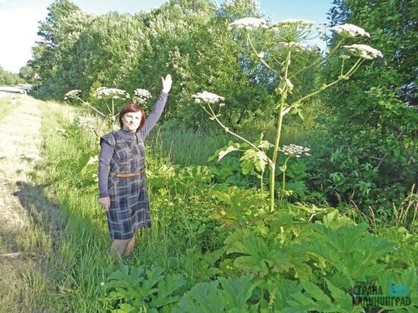 Борщевик ядовитое растение. Борщевик сосновского ожоги. Залетел ебалом в борщевик укротитель. Борщевик сосновского мем. Растение борщевик сосновского.