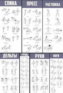 Программа тренировок в тренажерном зале с картинками