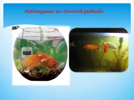 Золотая рыбка наблюдение