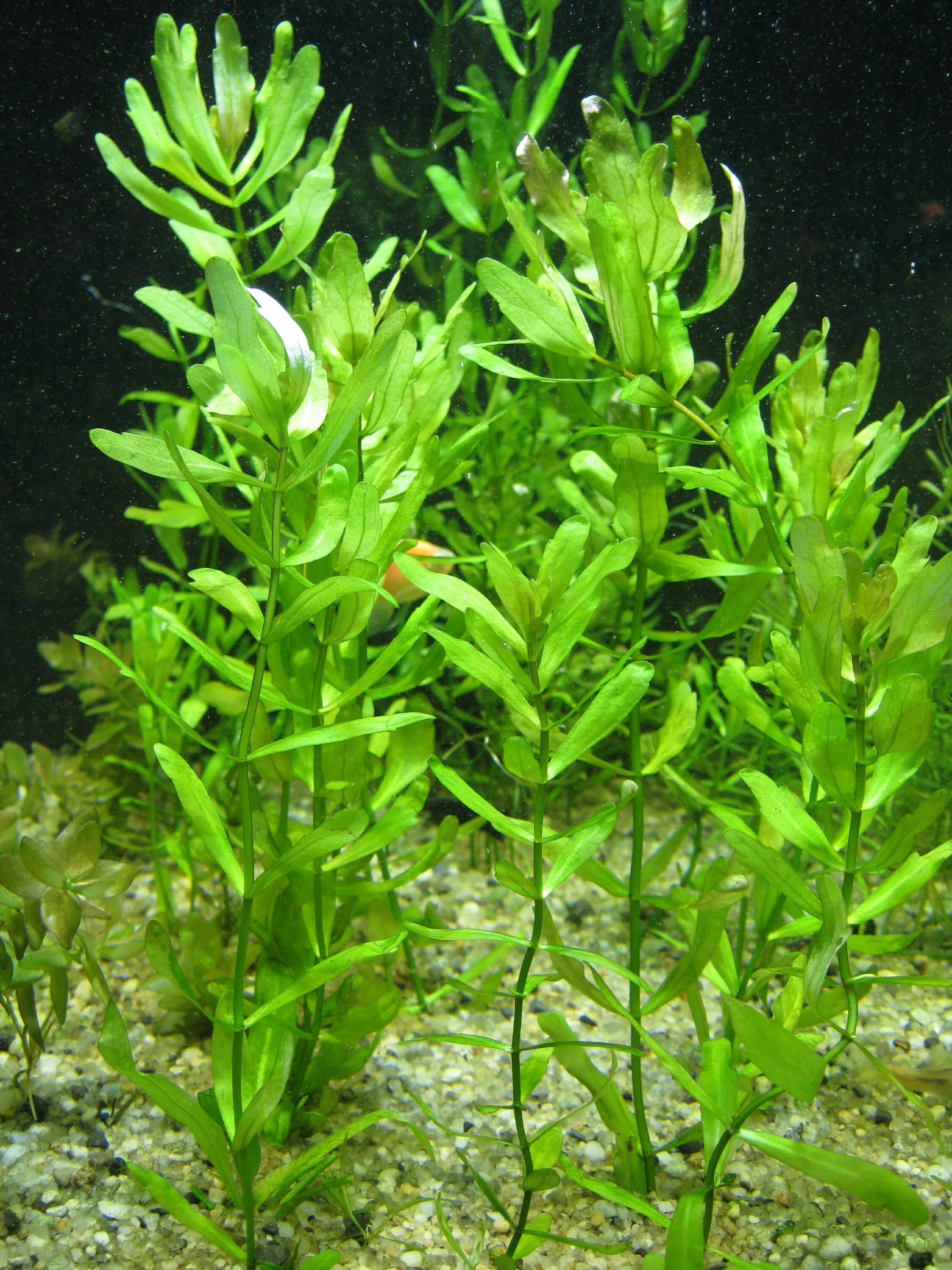 дубок аквариумный. мексиканский дубок (trichocoronis rivularis,trichocoronis rivularis. гигрофила дубок. мексиканский дубок (shinnersia rivularis). дубок аквариумный.