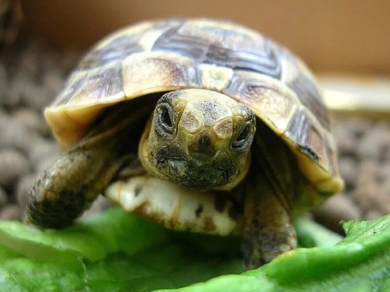 Среднеазиатская сухопутная черепаха. Сухопутная черепаха Среднеазиатская малыши. Среднеазиатская черепаха маленькая. Среднеазиатская черепаха детеныш.