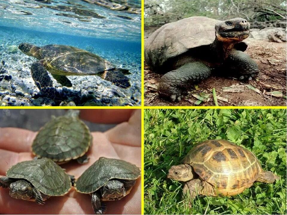 Разнообразие черепах. Морские сухопутные пресноводные черепахи. многообразие черепах. видовое многообразие черепах.