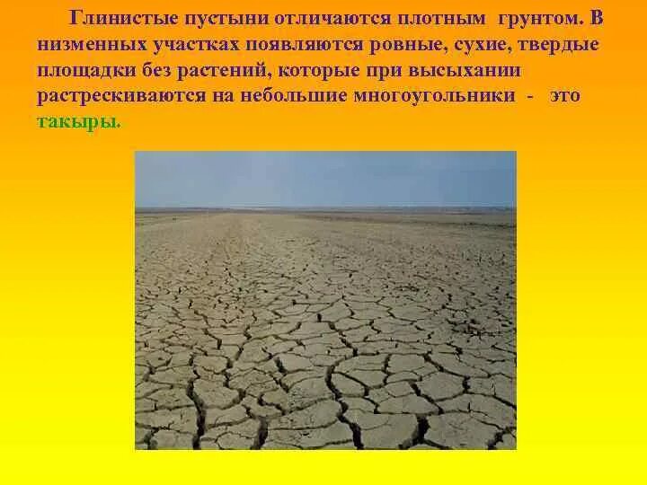 Пустыни не отличаются разнообразием биологических ресурсов. Глинистые пустыни. глинистые почвы в пустыне.