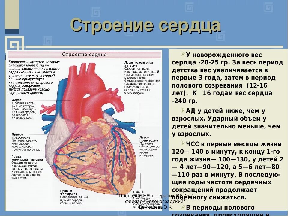 Особенности расположения и строения сердца новорожденного Схема внутриутробного кровообращения плода