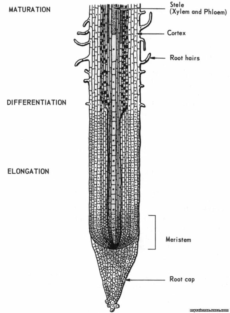 Корневой кончик. Ризодерма кончика корня. Апекс корня растения.