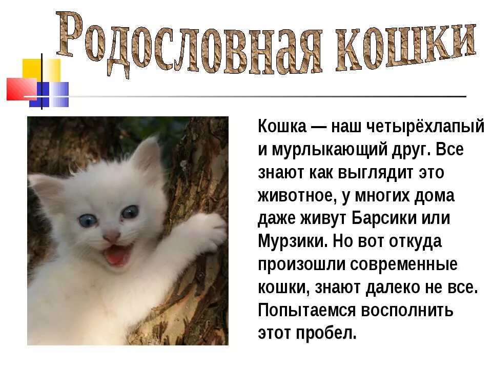 Как выглядела человеку кошка