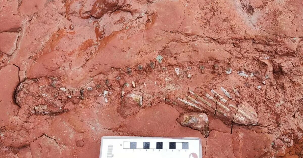 Доисторическая девушка замороженная 40 миллионов лет. Останки динозавров. Окаменелые останки животных. Реальные останки динозавров.