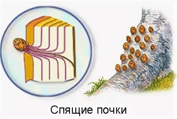 Что такое спящие почки в биологии 6 класс. Определение спящие почки. Почки спят. Спящие почки растений. Спящие почки у березы.