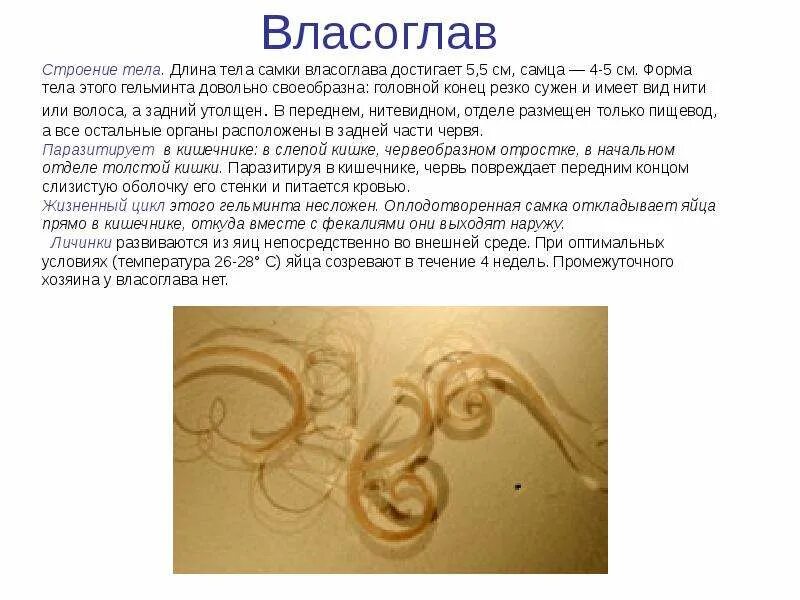 Власоглав симптомы. Власоглав Trichocephalus Trichiurus. Кишечный паразит власоглав. Власоглав самка строение. Власоглав человеческий строение.