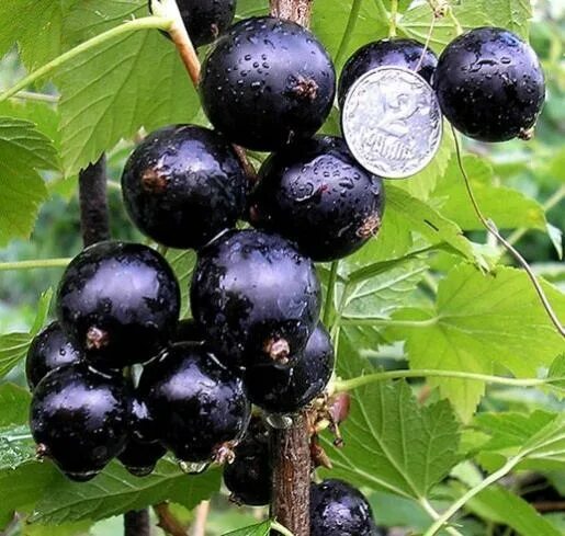 Багира смородина черная саженцы. Смородина ульяновск. Смородина черная белорусская сладкая. ). Смородина ульяновск.