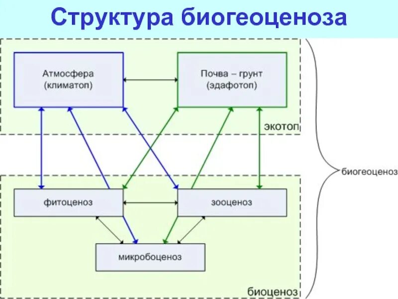 Основные структурные компоненты биогеоценоза. Состав экосистемы схема. Структура биогеоценоза схема. Структура биоценоза экосистемы. Структура экосистемы схема.