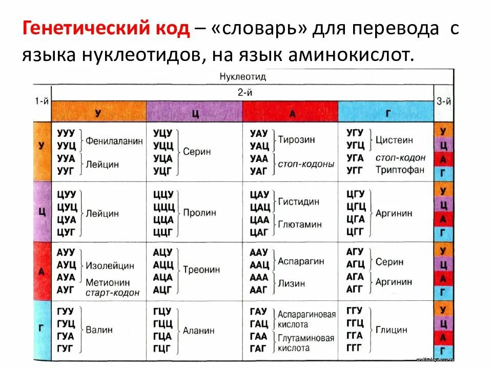 Таблица ирнк аминокислотного кода. Генетический код белка таблица. Генетический код ирнк таблица. Таблица генетический код биология. Таблица генетического кода ирнк и днк.