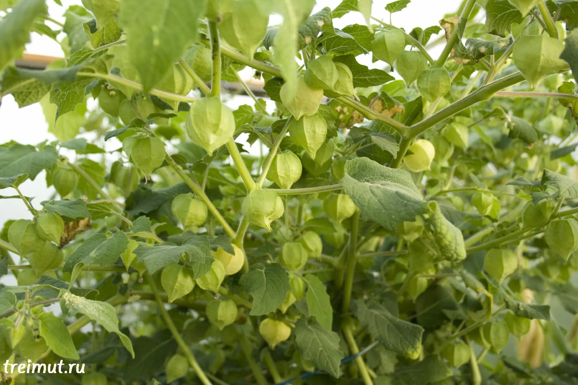 Физалис овощной куст. Физалис Земляничный куст. Физалис Земляничный рассада. Физалис сорт Кудесник.