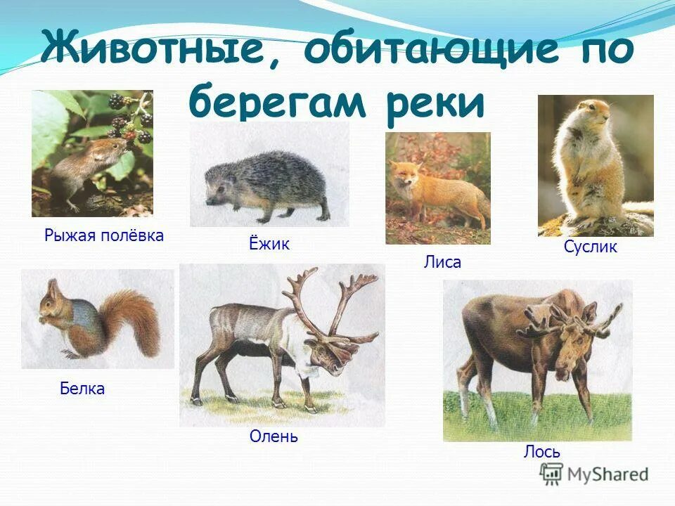 Заповедник саяно-шушенский заповедник. Шушенский бор река енисей. Рассказ про реку енисей 4 класс. Животные реки енисей 4 класс. Белые медведи в мурманске.