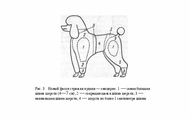 Схема стрижки пуделя Скандинавский Лев. Стрижка щенка пуделя схема. Стрижка РЧТ схема. Схема стрижки пуделя машинкой. Схема пуделя