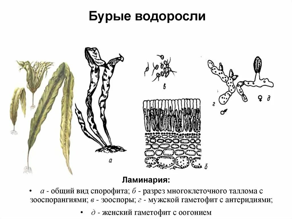 Строение таллома ламинарии. Строение слоевища бурых водорослей. Ламинария сахаристая строение. Размножение водорослей ламинария.