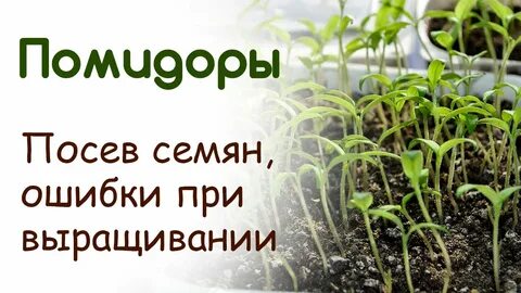 Посадка помидор на рассаду в новосибирске