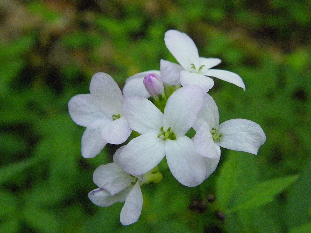 сердечник мелкоцветный. Cardamine pratensis. сердечник белый. сердечник белый. сердечник луговой.