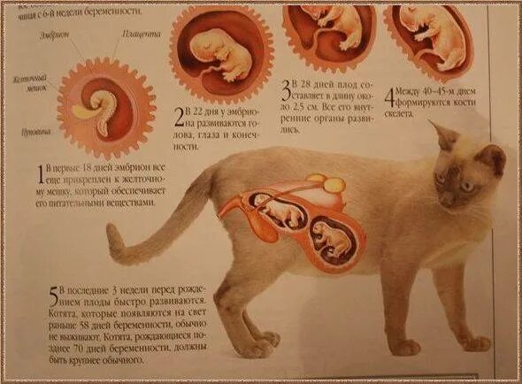 Действие кота если сема. Беременность кошки по неделям. Как выглядят котята в животе. Анатомия беременной кошки. Этапы развития котят в утробе.