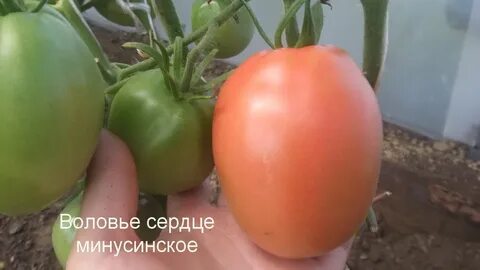 Томат минусинский воловье сердце