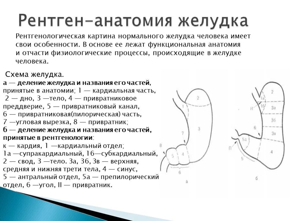 Нижняя часть желудка. Анатомия желудка антральный отдел. Рентген анатомия желудка человека схема. Пилорический отдел желудка схема. Отделы желудка антральный отдел.