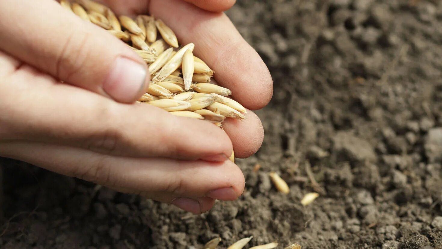 Посеявший зерно самоклеящаяся. Семена в руке. Человек сеет рожь. Протравленное зерно. Сеять пшеницу вручную.