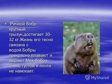Бобер в красной книге