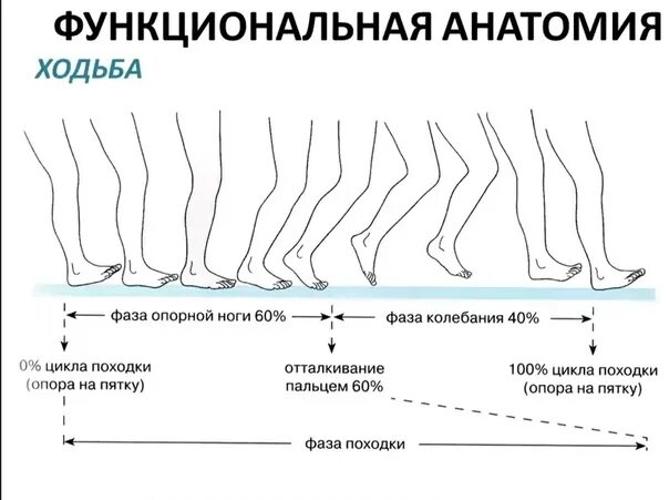 Почему не двигается нога. Фаза отрыва опорной ноги. Опорная конечность. Периодические движения ногами.