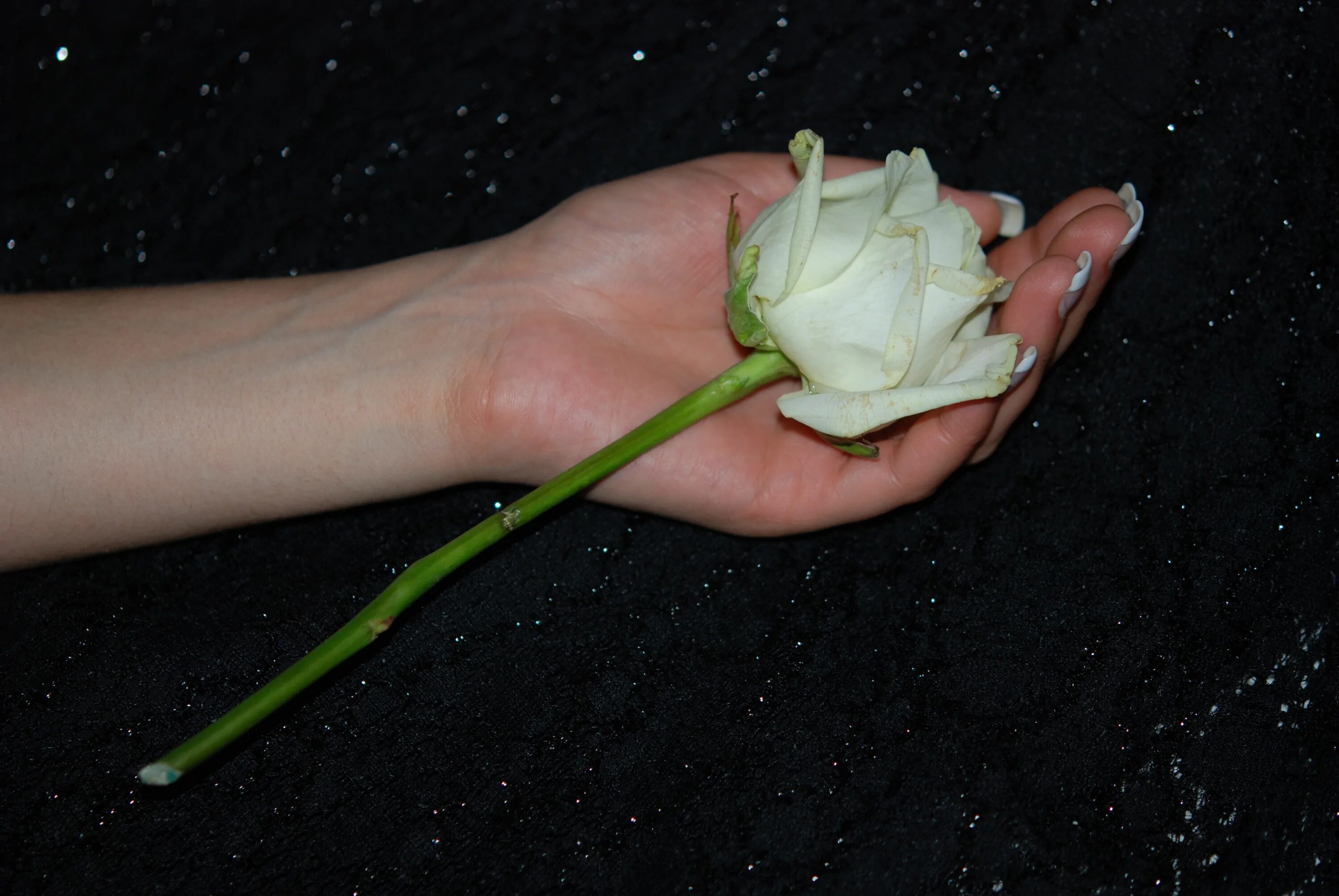 Бутон розы в руке. Длинные розы.