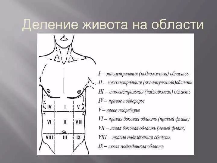 Эпигастрий находится у человека. Правая подреберная область живота латынь. Топографические области живота. Деление живота на области. Области живота схема.