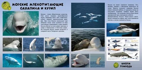 Перечислить морские млекопитающие