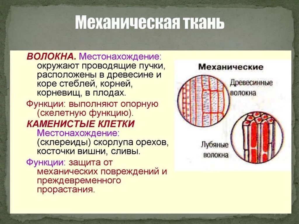 Основные типы тканей многоклеточных растений