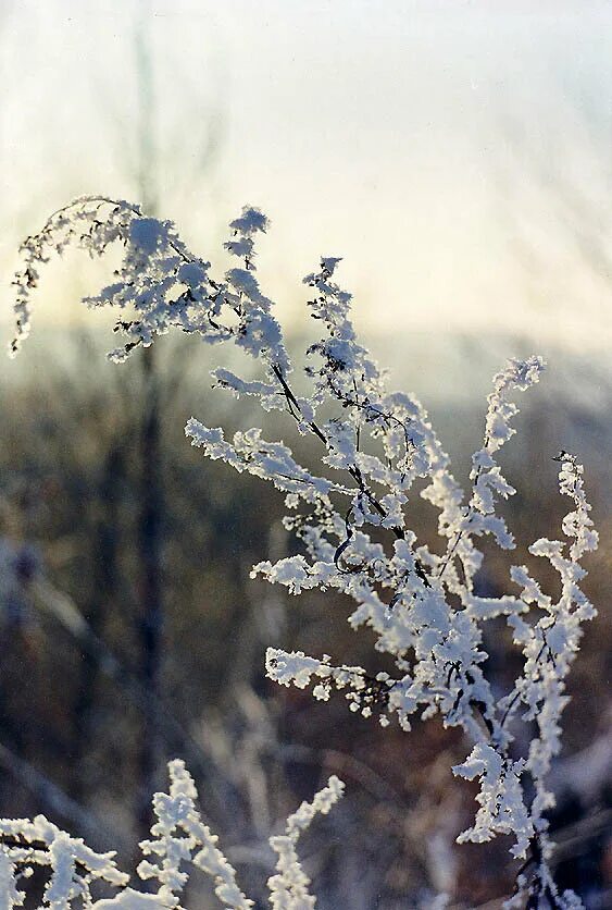 Чернобыльник зимой. Иней на траве. Цветы в инее. Зимние цветы. Полынь обыкновенная зимой.