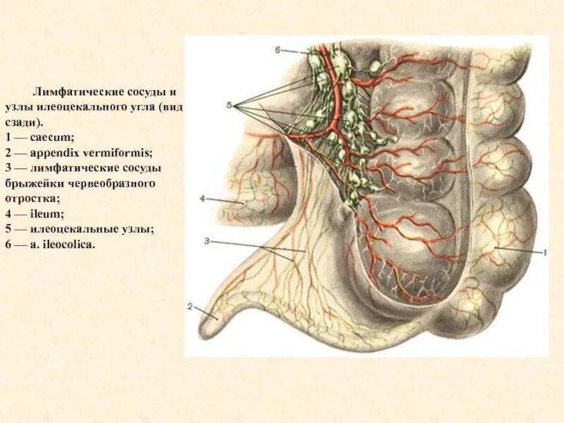 Лимфатические узлы в кишечнике. Аппендикс кровоснабжение и иннервация. Илеоцекальный клапан топография. Лимфоузлы брыжейки толстой кишки.