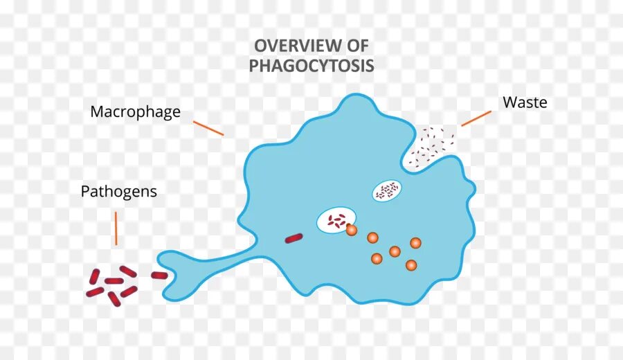 Фагоцитоз микроорганизмов. Фагоцит рисунок. Макрофаг рисунок. Фагоцитоз картинки. Свободные макрофаги