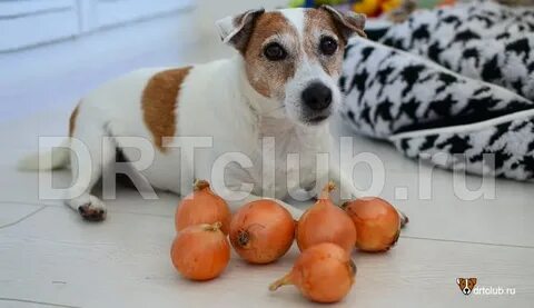Вареный лук собаке можно