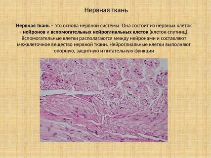 Нервная система межклеточное вещество