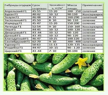Огурцы сорта для посадки