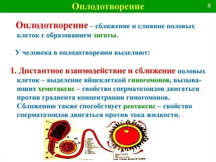 Образование зиготы слияние спермия с яйцеклеткой