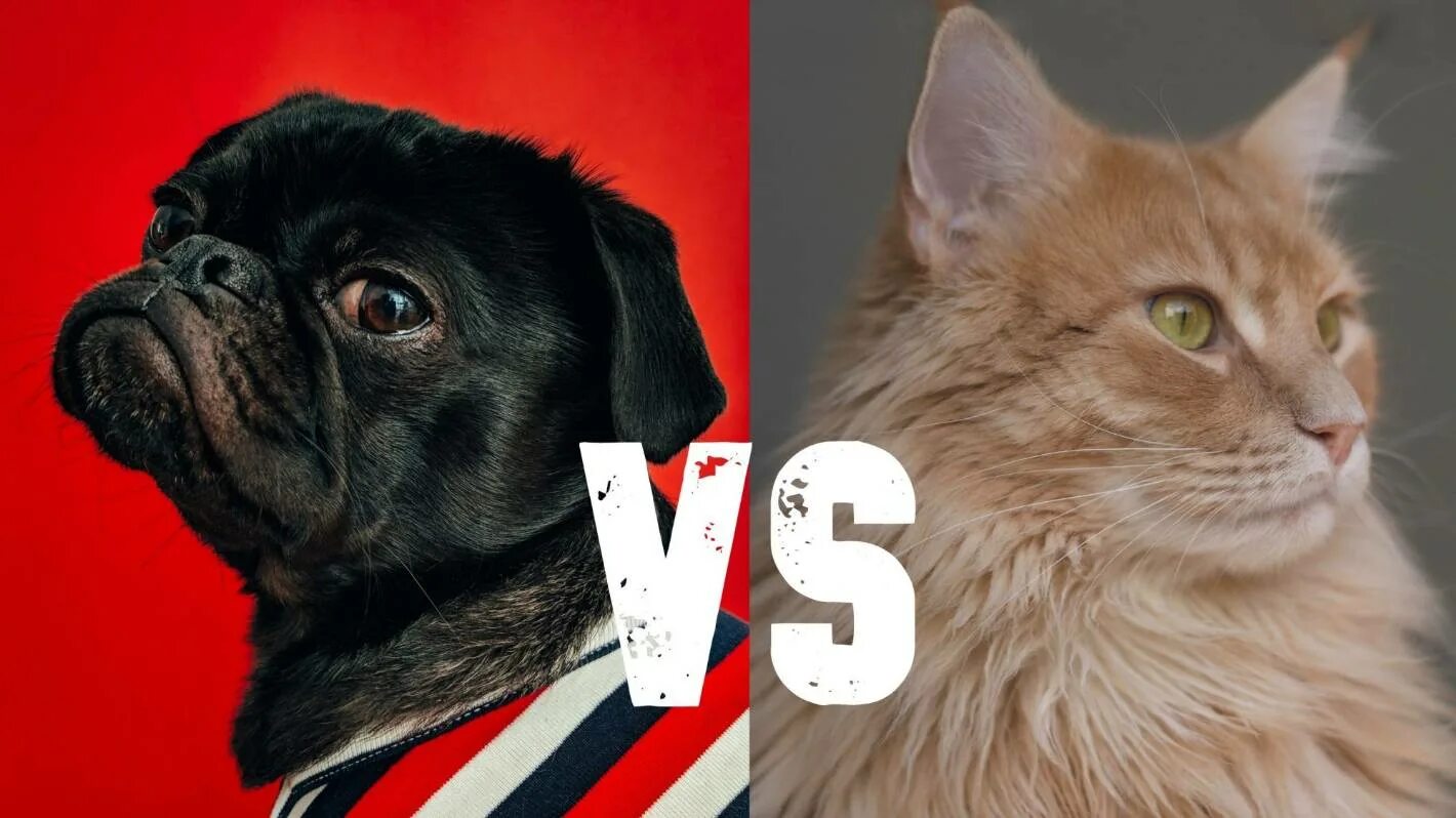 Cat is better than dog