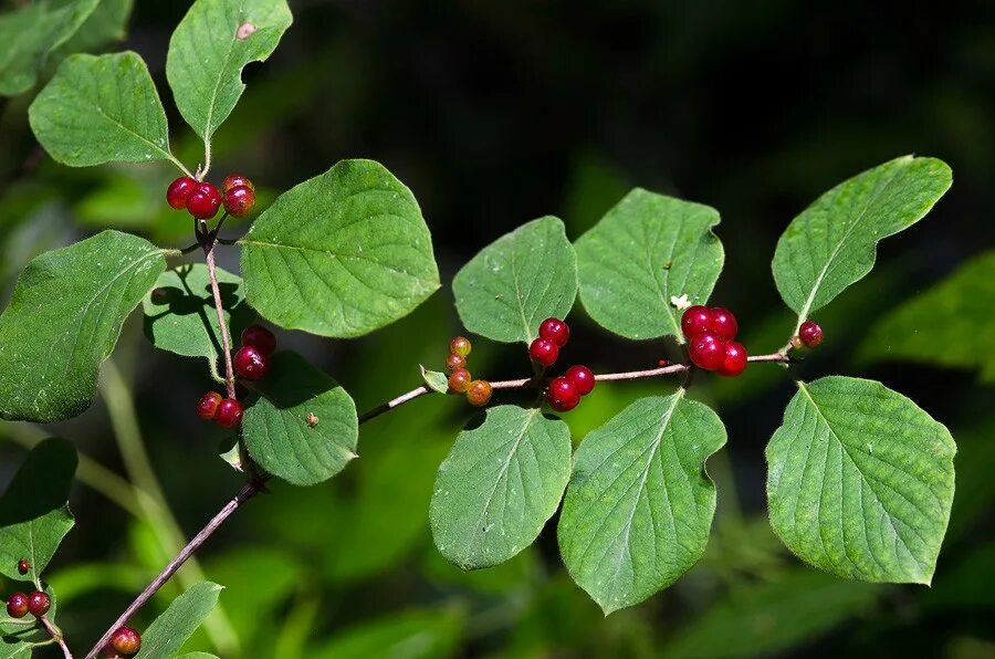 Волчья ягода жимолость Лесная. Жимолость Лесная-Lonicera xylosteum. Жимолость обыкновенная Волчьи ягоды. Жимолость Лесная ядовитая.