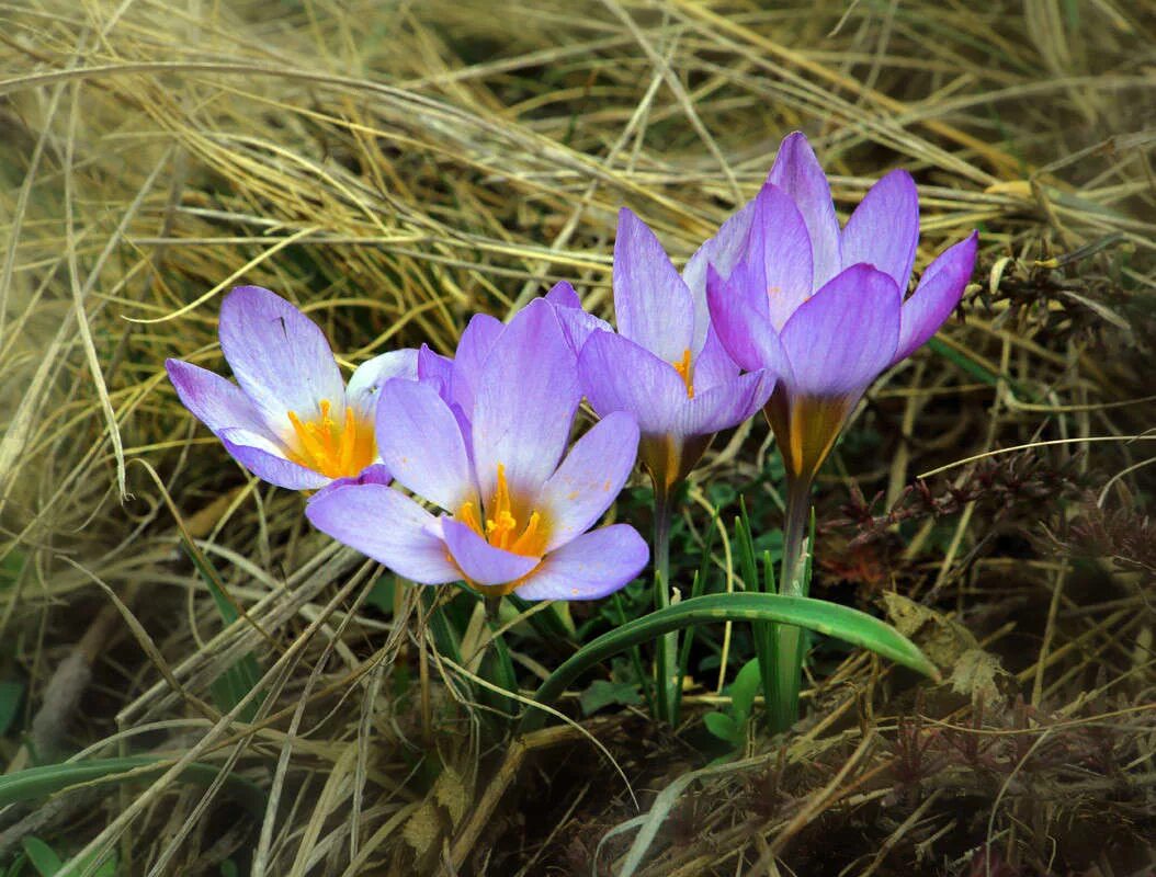 цикламен кузнецова красная книга крыма. вымершие растения крыма. исчезающее растение крыма. эндемики карадагского заповедника. исчезающее растение крыма.