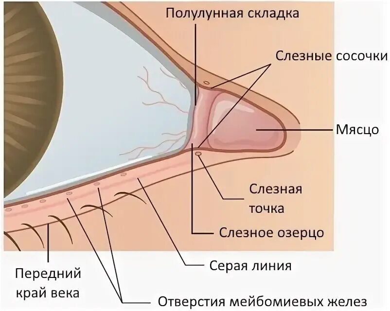 Конъюнктива где. Верхний конъюнктивальный мешок анатомия. Полулунная склада конъюктивита. Полулкнная склада глаз.