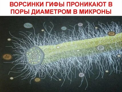 Что в тоненьком