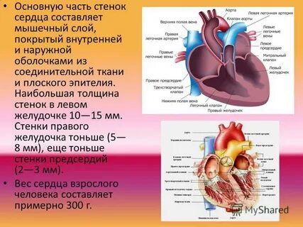 Размер стенки левого желудочка