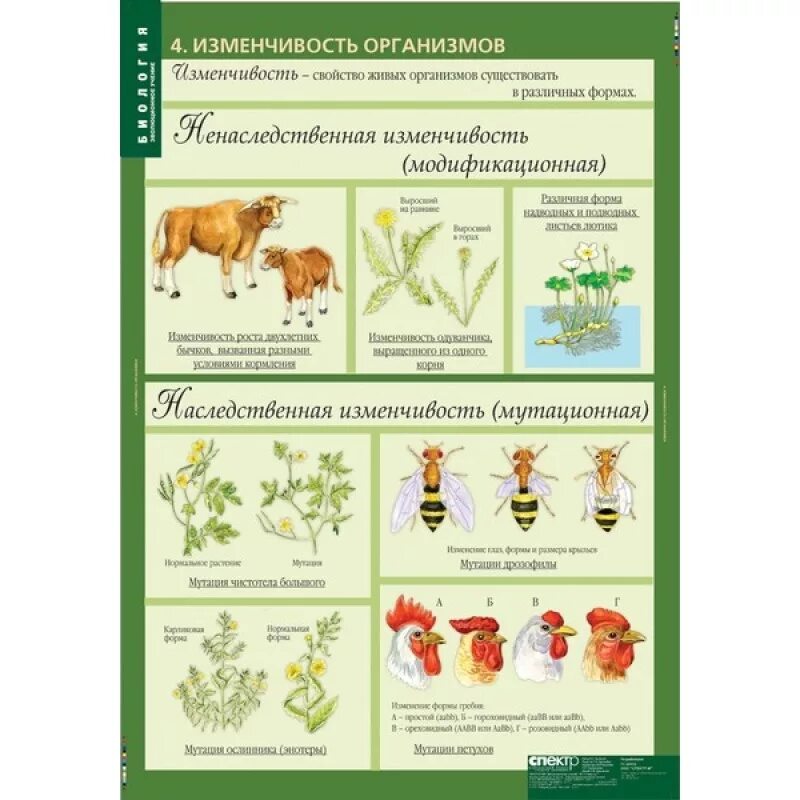 Биология 11 класс таблица эволюции. Эволюционное учение. Перекрестная аллергия на березу таблица. Таблица биология 11 класс. Биология справочник в таблицах.